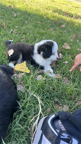 mini Australian shepherd pup image 4