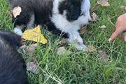 mini Australian shepherd pup thumbnail