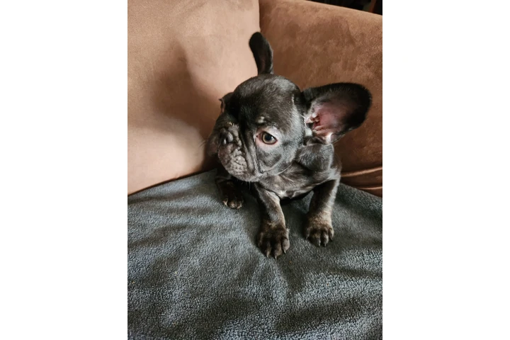 $1000 : French bulldog image 4