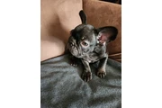 $1000 : French bulldog thumbnail