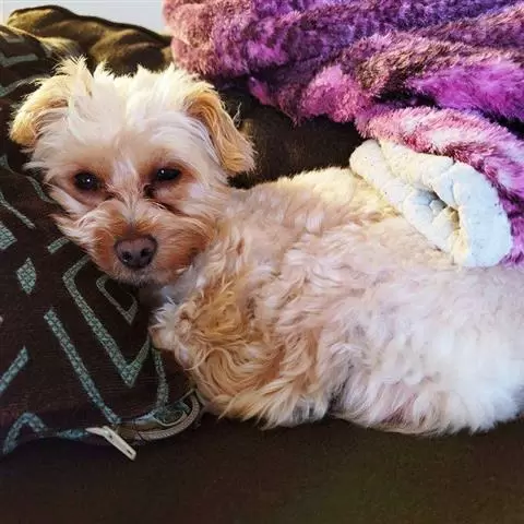 Female Yorkie Puppies. image 1