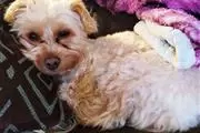 Female Yorkie Puppies.
