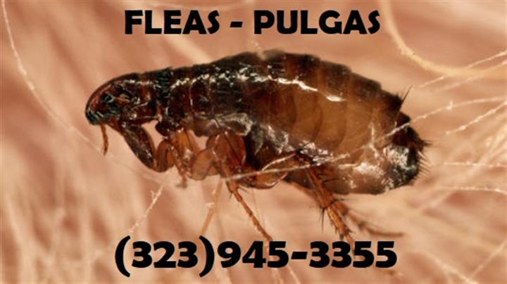 24/7 PEST CONTROL 323-945-3355 image 10