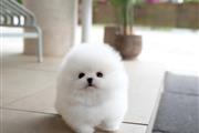$400 : POMERANIAN PUPPIES FOR SALE thumbnail