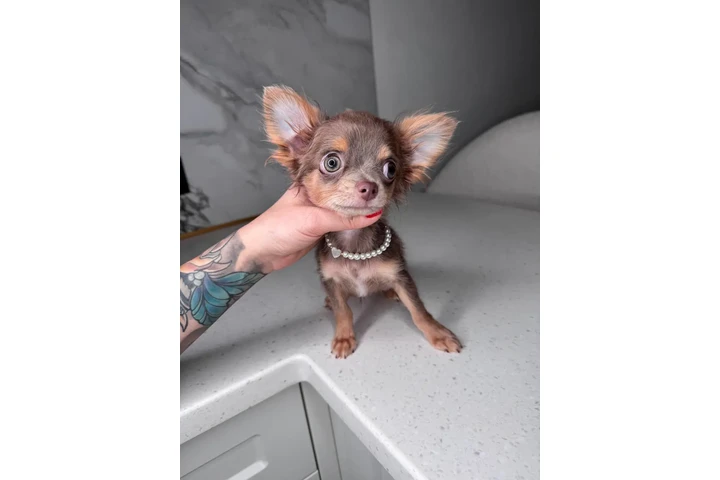 $250 : Chihuahua teacup puppies image 10