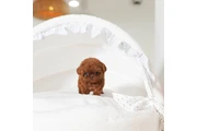 $350 : caniche mini thumbnail