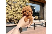Poodle puppies available en Tampa