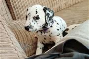 AKC Register Dalmatian Puppy