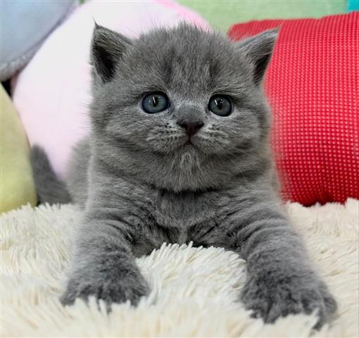 $310 : BlueBritish Shorthair Kitten image 1