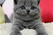 $310 : BlueBritish Shorthair Kitten thumbnail