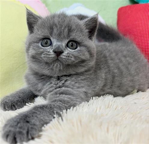 $310 : Gray British Shorthair Kittens image 3