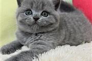 $310 : Gray British Shorthair Kittens thumbnail
