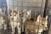 Siberian husky puppies Regalo en Los Angeles