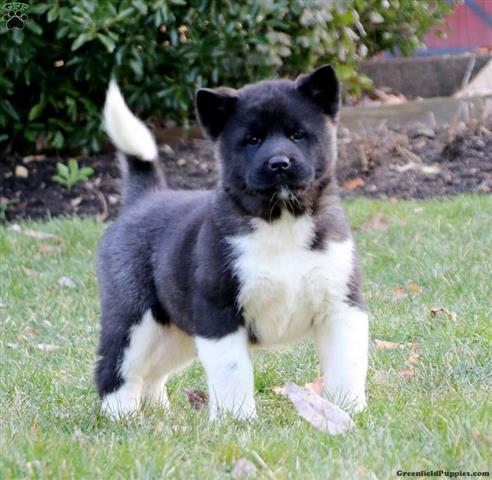 $560 : Akita Puppies for sale image 4