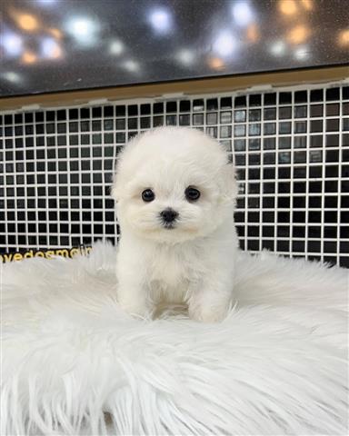 $350 : Bichon image 2