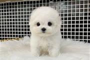 $350 : Bichon thumbnail