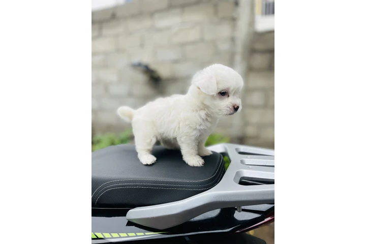 $500 : Teacup Maltipoo puppy for sale image 2