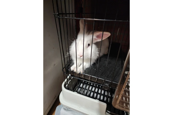 $60 : Vendo conejo ojos azules image 2