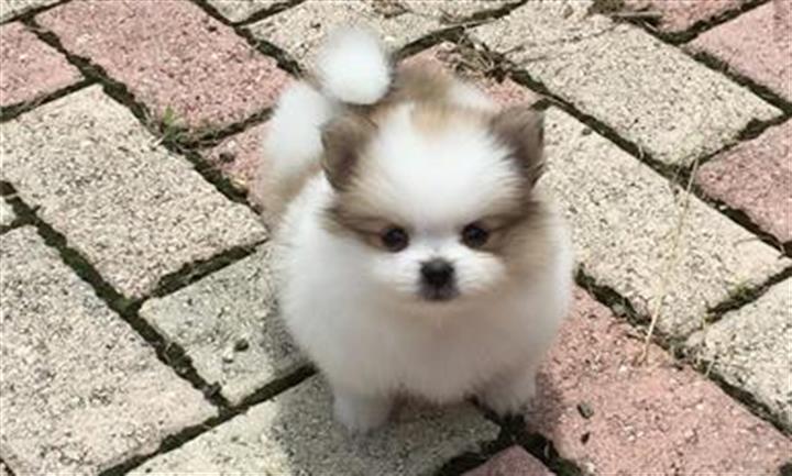 $350 : Pomerania en venta image 3