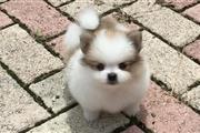 $350 : Pomerania en venta thumbnail