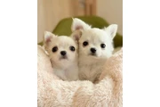 $400 : Adorable chihuahua puppies thumbnail
