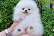 $300 : French Bulldogs and Pomeranian thumbnail