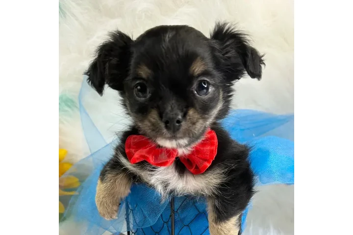 $350 : chihuahuas image 2