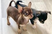 $250 : Cachorro Chihuahua puppy thumbnail