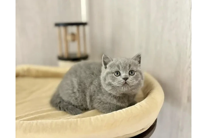 $250 : British shorthair Disponible image 1