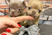 $350 : chihuahua en venta thumbnail