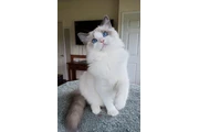 $220 : Weatherzy Ragdoll Cats Ready thumbnail
