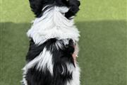 $1600 : Biewer terrier 2 month thumbnail
