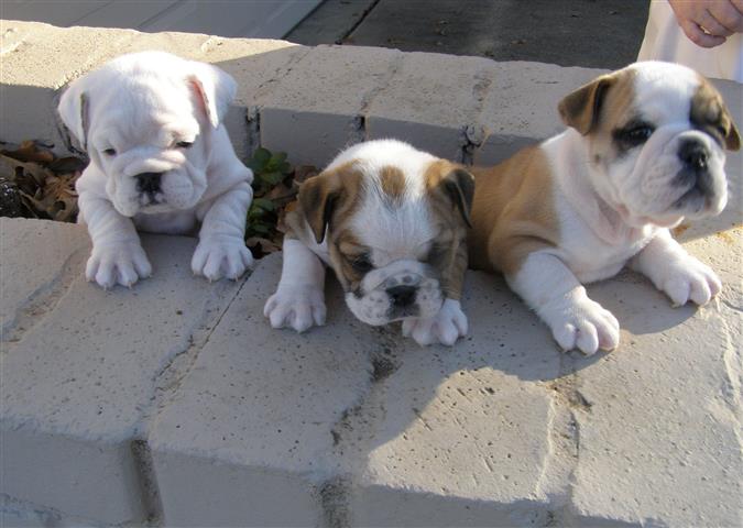 $250 : Precioso cachorro bulldog image 1