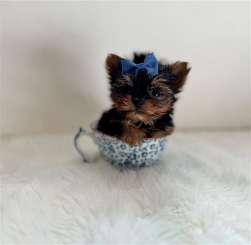 $220 : Mini Yorkie Terrier ready image 3