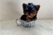 $220 : Mini Yorkie Terrier ready thumbnail