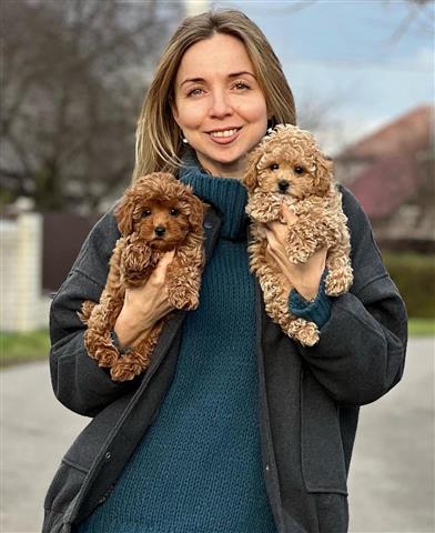 $700 : Hypoallergenic Maltipoo Pups image 1