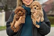 Hypoallergenic Maltipoo Pups en Montreal