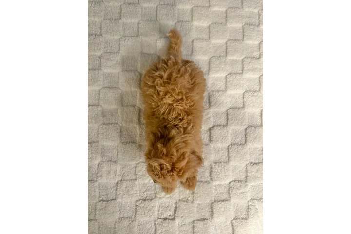 $950 : Bichon Poo Puppies image 2