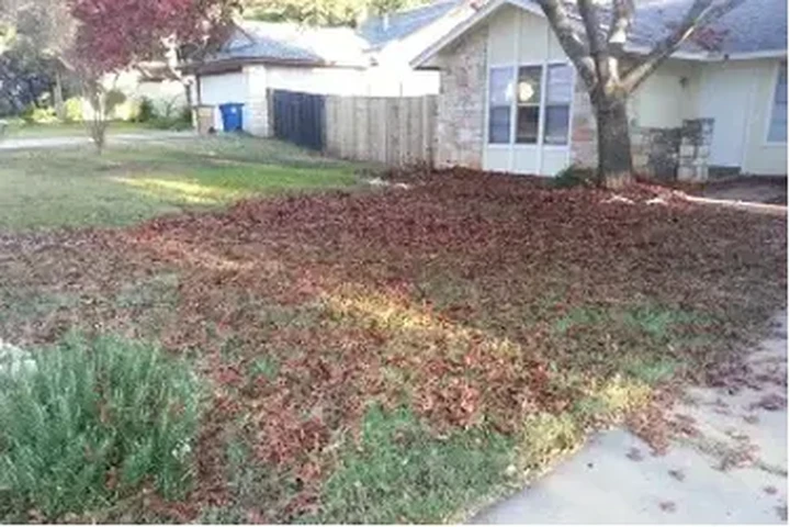 CLEAN LEAVES IN YOUR HOME image 6