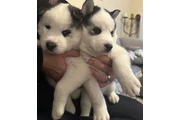 Beautiful  husky’s siberianos en Miami