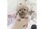 Micro Poodle en Vineland