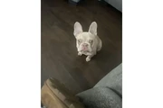 Frenchie female en Long Island