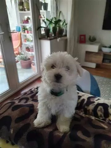 $510 : BUY sweet maltese puppies image 3