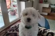 $510 : BUY sweet maltese puppies thumbnail