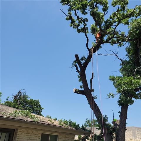 Nicolas tree service in OK image 1