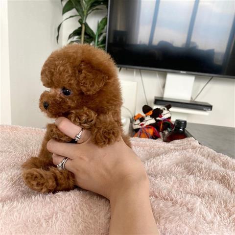 $250 : Toy Poodle image 2