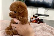 $250 : Toy Poodle thumbnail