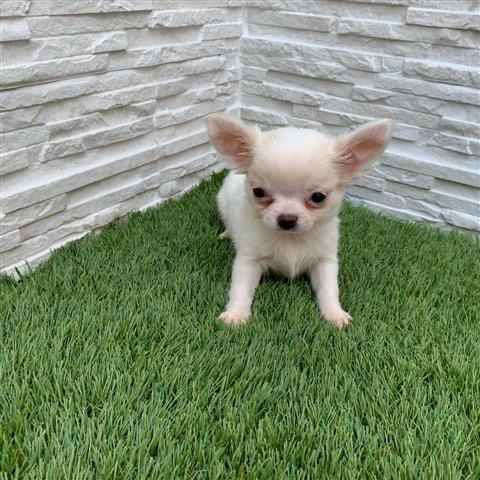 $250 : Chihuahua puppies for sale image 2