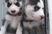 Cachorros de husky siberiano