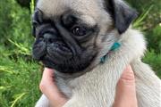 $350 : pug thumbnail